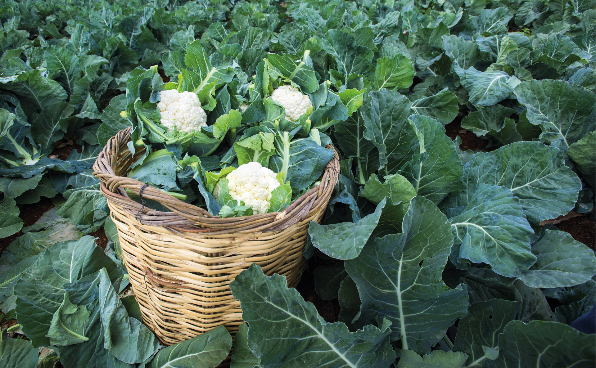 Cauliflower Background